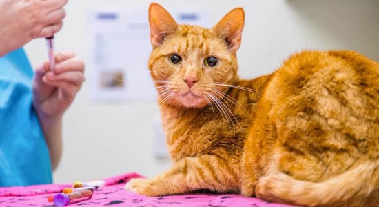 GS 441524 Powder | Shaanxi BLOOM Tech Co., Ltd GS 441524 Powder | Shaanxi BLOOM Tech Co., Ltd