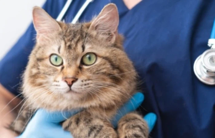 GS 441524 Post-Treatment Monitoring | Shaanxi BLOOM Tech Co., Ltd GS 441524 Post-Treatment Monitoring | Shaanxi BLOOM Tech Co., Ltd