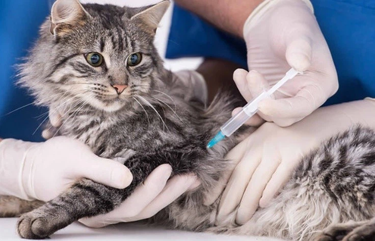 GS 441524 Dry FIP Recovery Timeline | Shaanxi BLOOM Tech Co., Ltd GS 441524 Dry FIP Recovery Timeline | Shaanxi BLOOM Tech Co., Ltd