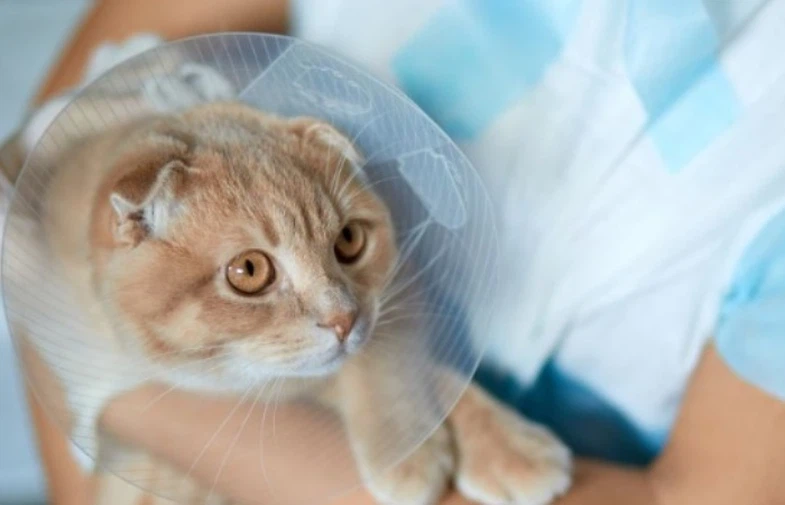 GS-441524 Adjusting Dosage Based On Response | Shaanxi BLOOM Tech Co., Ltd GS-441524 Adjusting Dosage Based On Response | Shaanxi BLOOM Tech Co., Ltd