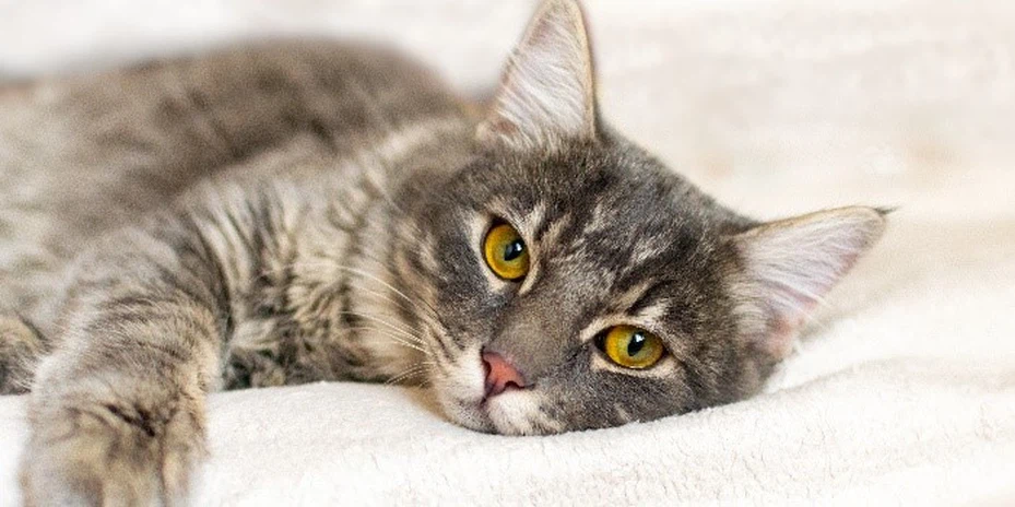 GS-441524 Dividing Doses For Easier Administration | Shaanxi BLOOM Tech Co., Ltd GS-441524 Dividing Doses For Easier Administration | Shaanxi BLOOM Tech Co., Ltd