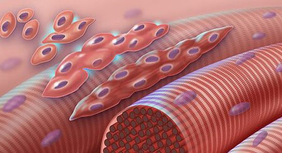 SLU-PP-332 Muscle cells | Shaanxi BLOOM Tech Co., Ltd SLU-PP-332 Muscle cells | Shaanxi BLOOM Tech Co., Ltd