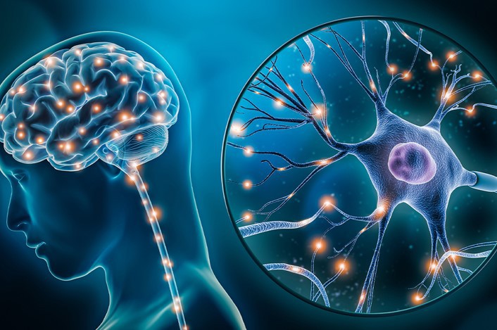 SLU-PP-332 Brain cells | Shaanxi BLOOM Tech Co., Ltd SLU-PP-332 Brain cells | Shaanxi BLOOM Tech Co., Ltd