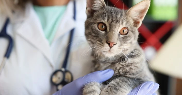 GS-441524 Veterinarian | Shaanxi BLOOM Tech Co., Ltd GS-441524 Veterinarian | Shaanxi BLOOM Tech Co., Ltd