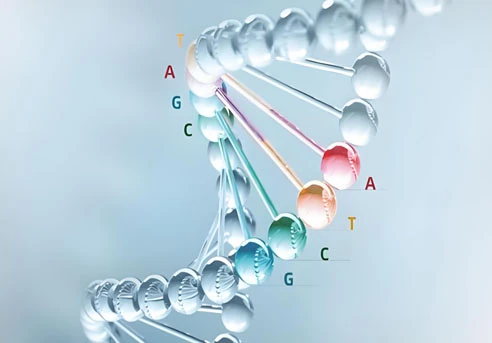 5-Amino-1MQ study | Kpeptide 5-Amino-1MQ study | Kpeptide