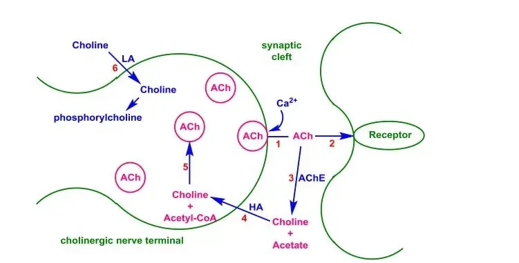 Atropine Sulfate uses CAS 55-48-1 | Shaanxi BLOOM Tech Co., Ltd Atropine Sulfate uses CAS 55-48-1 | Shaanxi BLOOM Tech Co., Ltd