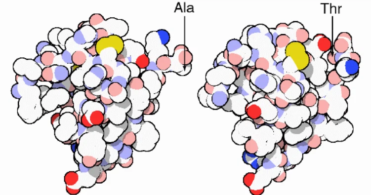 Bioglutide pathway | Shaanxi BLOOM Tech Co., Ltd Bioglutide pathway | Shaanxi BLOOM Tech Co., Ltd