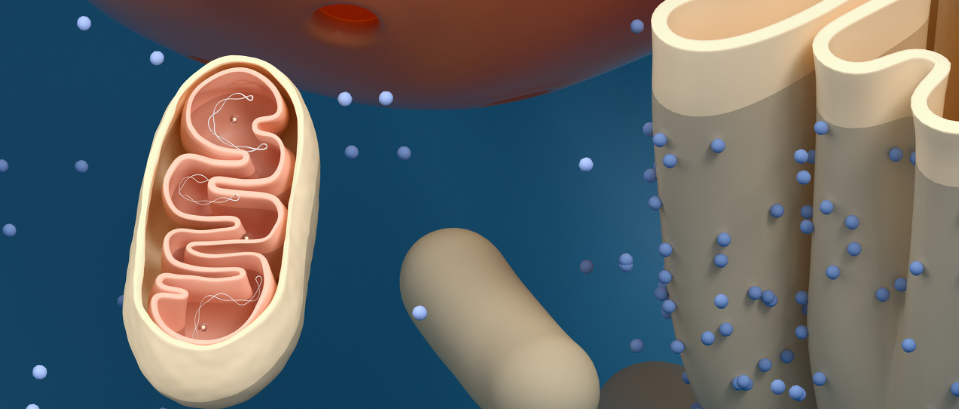 SLU-PP-332 Mitochondrial DNA Replication | Shaanxi BLOOM Tech Co., Ltd SLU-PP-332 Mitochondrial DNA Replication | Shaanxi BLOOM Tech Co., Ltd