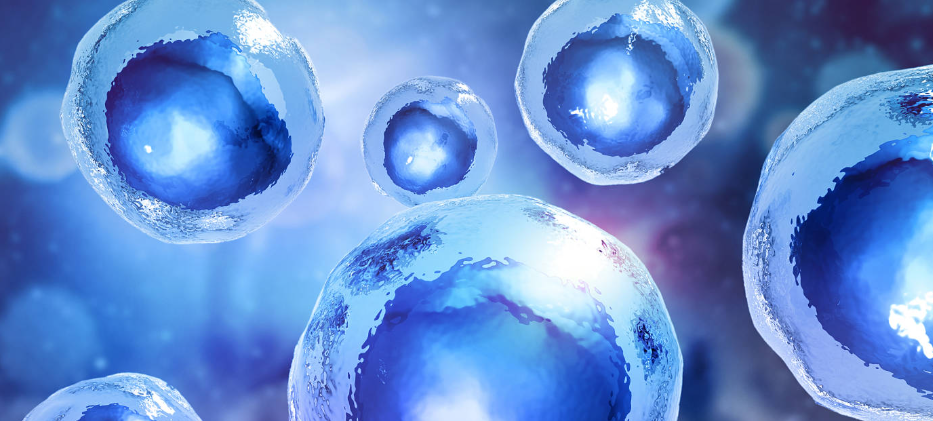 SLU-PP-332 Metabolic Flexibility | Shaanxi BLOOM Tech Co., Ltd SLU-PP-332 Metabolic Flexibility | Shaanxi BLOOM Tech Co., Ltd