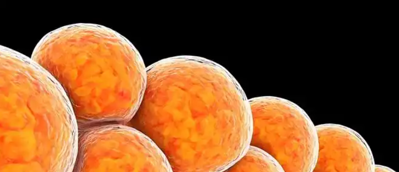 SLU-PP-332 Enhanced Lipid Transport | Shaanxi BLOOM Tech Co., Ltd SLU-PP-332 Enhanced Lipid Transport | Shaanxi BLOOM Tech Co., Ltd