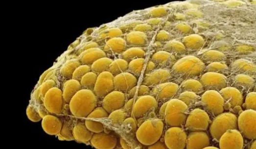 SLU-PP-332 Regulating Energy Substrate Utilization | Shaanxi BLOOM Tech Co., Ltd SLU-PP-332 Regulating Energy Substrate Utilization | Shaanxi BLOOM Tech Co., Ltd