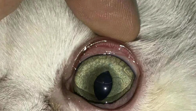 GS 441524 fip for cats | Shaanxi BLOOM Tech Co., Ltd GS 441524 fip for cats | Shaanxi BLOOM Tech Co., Ltd