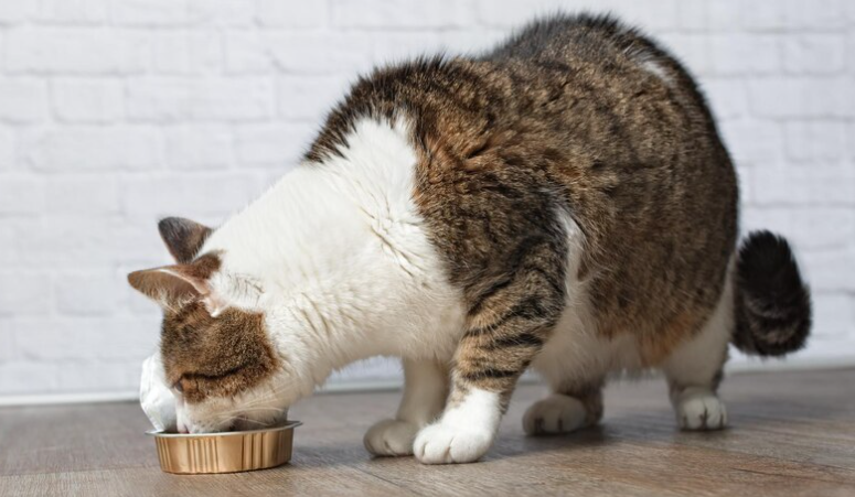 GS 441524 treatment | Shaanxi BLOOM Tech Co., Ltd GS 441524 treatment | Shaanxi BLOOM Tech Co., Ltd