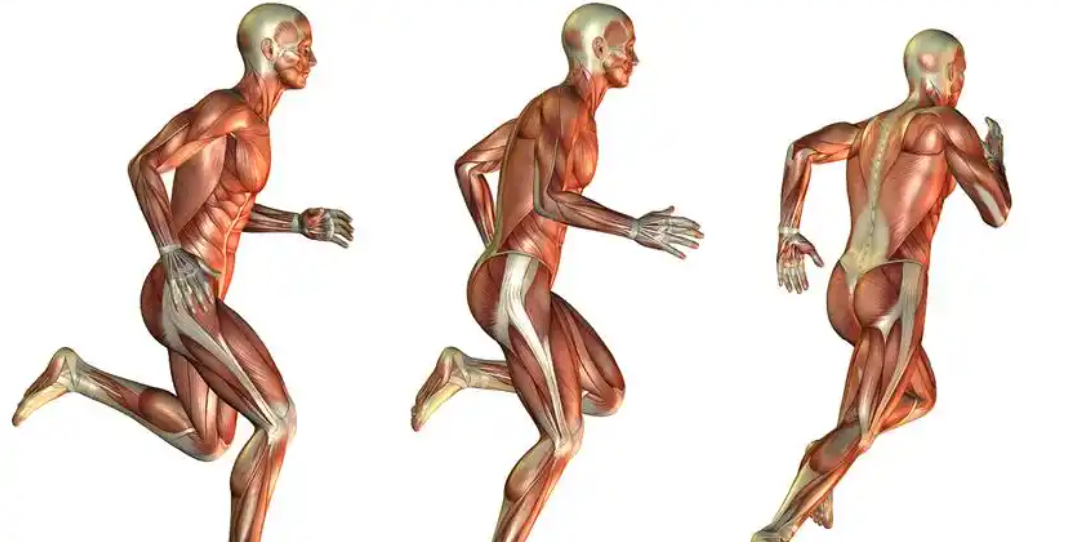 SLU-PP-332 boost | Shaanxi BLOOM Tech Co., Ltd SLU-PP-332 boost | Shaanxi BLOOM Tech Co., Ltd