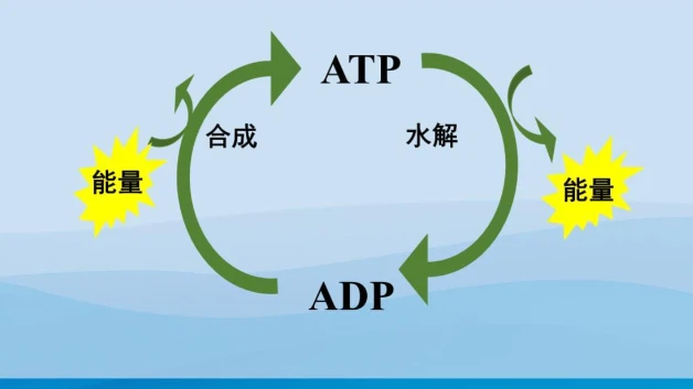 SLU-PP-332 500mcg | Shaanxi BLOOM Tech Co., Ltd SLU-PP-332 500mcg | Shaanxi BLOOM Tech Co., Ltd