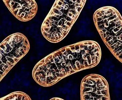 SLU-PP-332 Online | Shaanxi BLOOM Tech Co., Ltd SLU-PP-332 Online | Shaanxi BLOOM Tech Co., Ltd