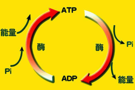 SLU-PP-332 Buy | Shaanxi BLOOM Tech Co., Ltd SLU-PP-332 Buy | Shaanxi BLOOM Tech Co., Ltd