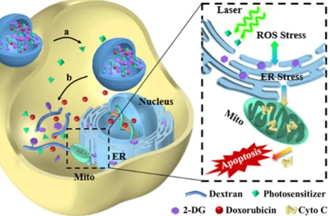 SLU-PP-332 Buy | Shaanxi BLOOM Tech Co., Ltd SLU-PP-332 Buy | Shaanxi BLOOM Tech Co., Ltd