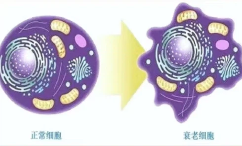 SLU-PP-332 Online | Shaanxi BLOOM Tech Co., Ltd SLU-PP-332 Online | Shaanxi BLOOM Tech Co., Ltd