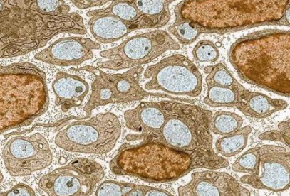 SLU-PP-332 Price | Shaanxi BLOOM Tech Co., Ltd SLU-PP-332 Price | Shaanxi BLOOM Tech Co., Ltd