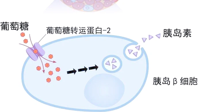 SLU-PP-332 Online | Shaanxi BLOOM Tech Co., Ltd SLU-PP-332 Online | Shaanxi BLOOM Tech Co., Ltd