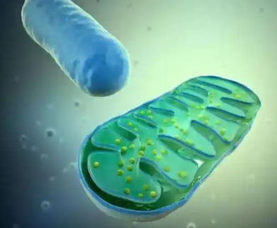 SLU-PP-332 Supply | Shaanxi BLOOM Tech Co., Ltd SLU-PP-332 Supply | Shaanxi BLOOM Tech Co., Ltd