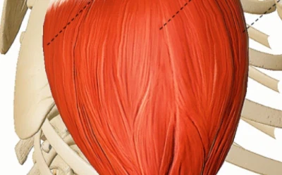 SLU-PP-332 Supply | Shaanxi BLOOM Tech Co., Ltd SLU-PP-332 Supply | Shaanxi BLOOM Tech Co., Ltd