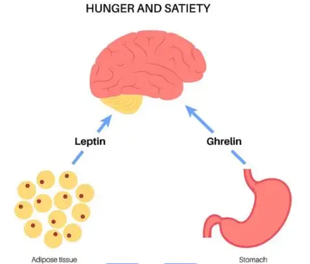 Bioglutide NA-931 fat | Shaanxi BLOOM Tech Co., Ltd Bioglutide NA-931 fat | Shaanxi BLOOM Tech Co., Ltd