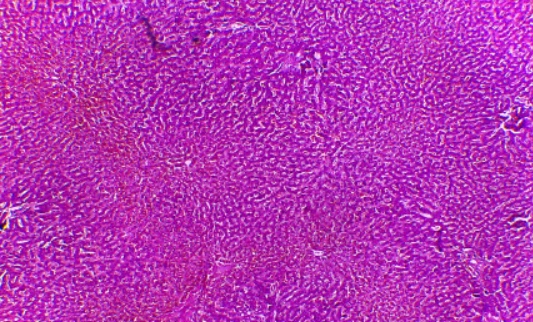 5-amino-1mq cost | Shaanxi BLOOM Tech Co., Ltd 5-amino-1mq cost | Shaanxi BLOOM Tech Co., Ltd