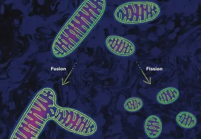 5-amino-1mq purchase | Shaanxi BLOOM Tech Co., Ltd 5-amino-1mq purchase | Shaanxi BLOOM Tech Co., Ltd