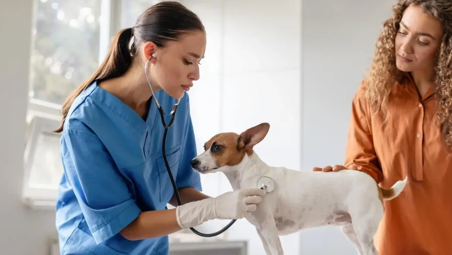 GS-441524 Accessibility And Impact On Veterinary Practice | Shaanxi BLOOM Tech Co., Ltd GS-441524 Accessibility And Impact On Veterinary Practice | Shaanxi BLOOM Tech Co., Ltd