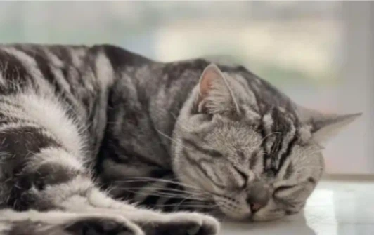GS-441524 Quality Of Life In Successfully Treated Cats | Shaanxi BLOOM Tech Co., Ltd GS-441524 Quality Of Life In Successfully Treated Cats | Shaanxi BLOOM Tech Co., Ltd