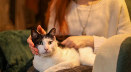 GS-441524 effect | Shaanxi BLOOM Tech Co., Ltd GS-441524 effect | Shaanxi BLOOM Tech Co., Ltd