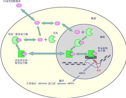 SLU-PP-332 Online | Shaanxi BLOOM Tech Co., Ltd SLU-PP-332 Online | Shaanxi BLOOM Tech Co., Ltd