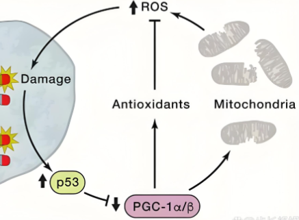 SLU-PP-332 Cost | Shaanxi BLOOM Tech Co., Ltd SLU-PP-332 Cost | Shaanxi BLOOM Tech Co., Ltd