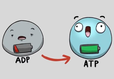 SLU-PP-332 Online | Shaanxi BLOOM Tech Co., Ltd SLU-PP-332 Online | Shaanxi BLOOM Tech Co., Ltd