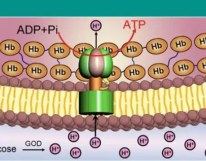 SLU-PP-332 Cost | Shaanxi BLOOM Tech Co., Ltd SLU-PP-332 Cost | Shaanxi BLOOM Tech Co., Ltd