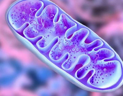 SLU-PP-332 Cost | Shaanxi BLOOM Tech Co., Ltd SLU-PP-332 Cost | Shaanxi BLOOM Tech Co., Ltd