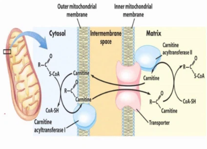 SLU-PP-332 Buy | Shaanxi BLOOM Tech Co., Ltd SLU-PP-332 Buy | Shaanxi BLOOM Tech Co., Ltd