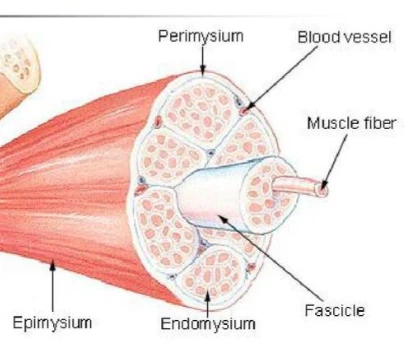 SLU-PP-332 Cost | Shaanxi BLOOM Tech Co., Ltd SLU-PP-332 Cost | Shaanxi BLOOM Tech Co., Ltd