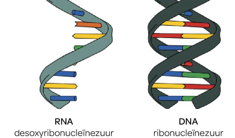 GS-441524 Cost | Shaanxi BLOOM Tech Co., Ltd GS-441524 Cost | Shaanxi BLOOM Tech Co., Ltd