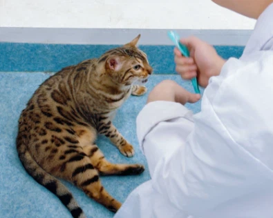 GS-441524 Price | Shaanxi BLOOM Tech Co., Ltd GS-441524 Price | Shaanxi BLOOM Tech Co., Ltd