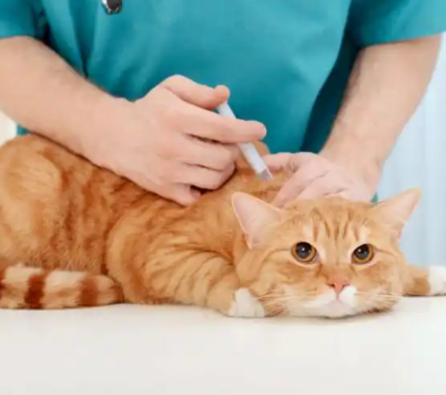 GS-441524 Buy | Shaanxi BLOOM Tech Co., Ltd GS-441524 Buy | Shaanxi BLOOM Tech Co., Ltd