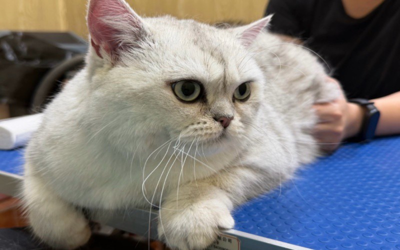 GS-441524 Price | Shaanxi BLOOM Tech Co., Ltd GS-441524 Price | Shaanxi BLOOM Tech Co., Ltd