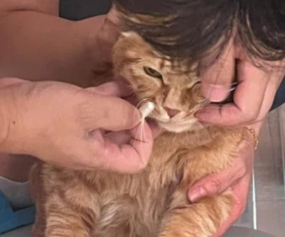 GS-441524 Supply | Shaanxi BLOOM Tech Co., Ltd GS-441524 Supply | Shaanxi BLOOM Tech Co., Ltd