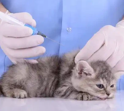 GS-441524 Online | Shaanxi BLOOM Tech Co., Ltd GS-441524 Online | Shaanxi BLOOM Tech Co., Ltd