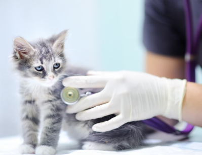 GS-441524 Price | Shaanxi BLOOM Tech Co., Ltd GS-441524 Price | Shaanxi BLOOM Tech Co., Ltd