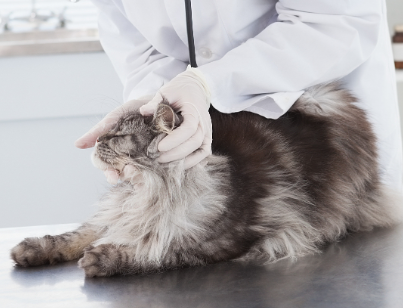 GS-441524 Buy | Shaanxi BLOOM Tech Co., Ltd GS-441524 Buy | Shaanxi BLOOM Tech Co., Ltd