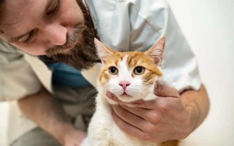 GS-441524 Online | Shaanxi BLOOM Tech Co., Ltd GS-441524 Online | Shaanxi BLOOM Tech Co., Ltd