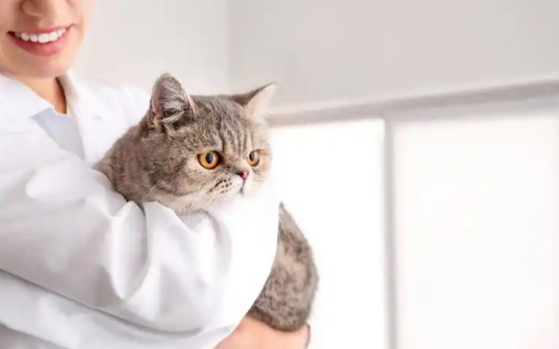 GS-441524 Buy | Shaanxi BLOOM Tech Co., Ltd GS-441524 Buy | Shaanxi BLOOM Tech Co., Ltd